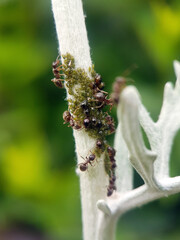 ant aphid flower farm macro