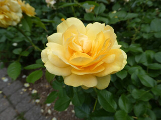 Yellow rose in the garden
