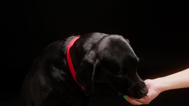 Giving food to black retriever in red collar on black background, dark labrador dog eating treats for animals from hand and sitting close up. Shooting trained domestic pet in studio.