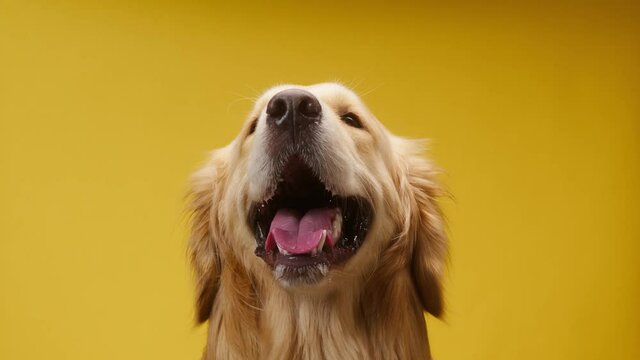 Golden retriever barking on yellow background, gold labrador dog breathing with open mouth and tongue out close up. Shooting domestic pet in studio.