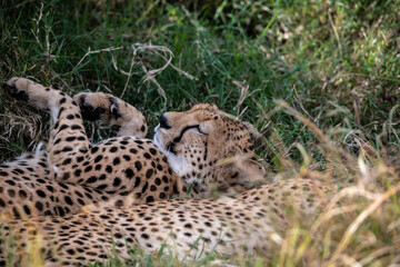 cheetahs during courtship are resting as a couple in the tall grass 
