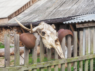 Skull of a wild animal on the fence of a hunting farm, Yaroslavl region, Russia