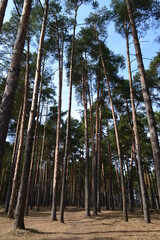 trees in the forest