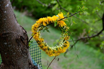 A close up on a small veil or hat made out of harvested dandelions hanging from one of the branches of a deciduous tree seen in the middle of a dense forest or moor on a Polish countryside