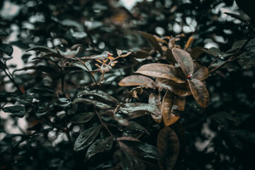 green leaves on a branch