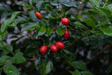 red berries on a tree