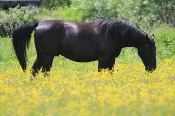 pekny koń pasący się na łące pełnej kwiatów