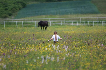 a little girl with long blonde hair tied in a ponytail walking towards a black horse standing in a beautiful flowery spring meadow against the background of a field of young cereals