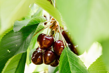 red cherries 