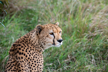 cheetahs during courtship are resting as a couple in the tall grass 