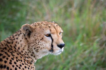 Fototapeta na wymiar cheetahs during courtship are resting as a couple in the tall grass 