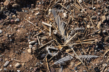 close - up of fish bones washed up on the baltic sea coast
