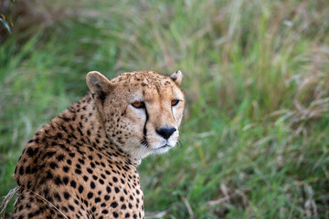 cheetahs during courtship are resting as a couple in the tall grass 