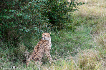cheetahs during courtship are resting as a couple in the tall grass 