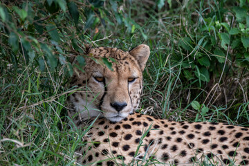 cheetahs during courtship are resting as a couple in the tall grass 