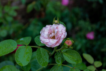 pink rose in garden