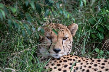 cheetahs during courtship are resting as a couple in the tall grass 