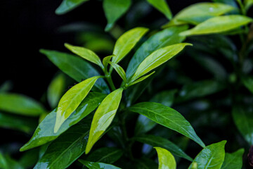 green leaves background