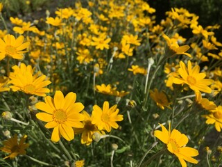 Picturesque flowers and exotic plants in Botanical Garden Saint Gall (Malerische Blumen und exotische Pflanzen im Botanischen Garten Sankt Gallen), St. Gallen - Switzerland (Schweiz)
