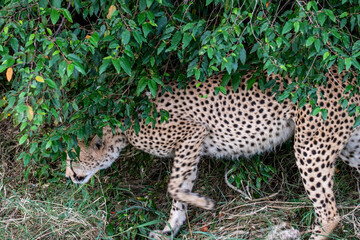 cheetahs during courtship are resting as a couple in the tall grass 