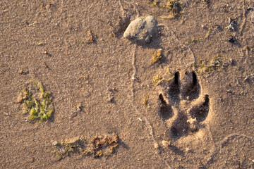 a close-up of the sandy shore of the Baltic Sea coast showing a dog's footprint