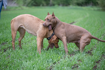 Two young purebred pit bull terriers fight in the meadow.