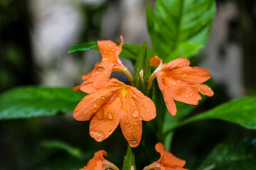 orange flower in the garden