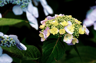 Yellow Hydrangea Blossoms