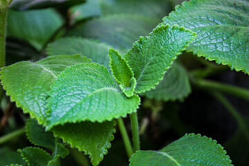 mint leaves in snow