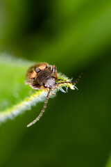 macro of insect
