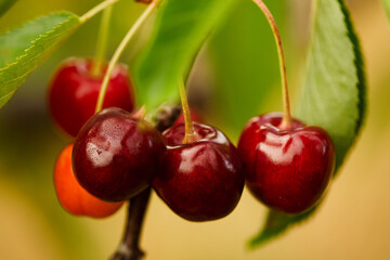 cherries on the tree