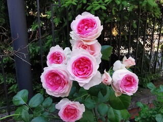 Beautiful white and pink garden roses. Buds close-up.