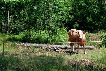 Close up on a single brown or ecru cow standing in the middle of a forest next to a log separated from the field with a small fence made out of rope seen on a sunny summer day on a Polish countryside - Powered by Adobe