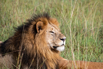 lions are lazily resting in the shade of trees and are caring for their partner 
