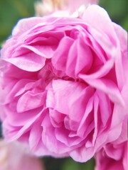 pink rose close up