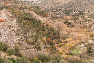 vegetation on the mountain in southern Spain