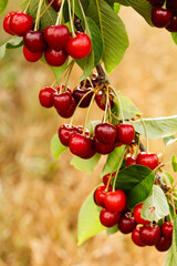 red cherries on a tree