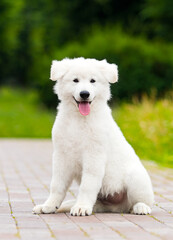 puppy Berger Blanc Suisse