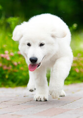 puppy Berger Blanc Suisse on the alley in the park