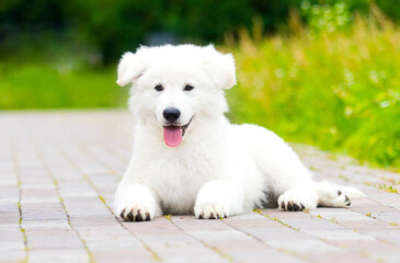 Berger Blanc Suisse puppy lying outdoors