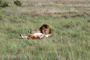 lions are lazily resting in the shade of trees and are caring for their partner 