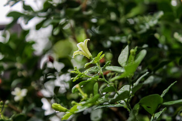Obraz premium close up of a plant