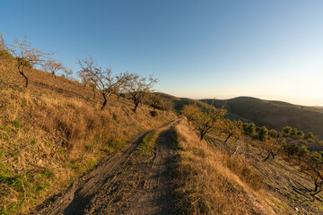 forest road in the mountain