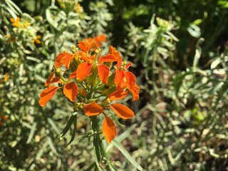 Picturesque flowers and exotic plants in Botanical Garden Saint Gall (Malerische Blumen und exotische Pflanzen im Botanischen Garten Sankt Gallen), St. Gallen - Switzerland (Schweiz)