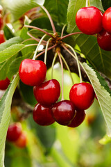 cherries on the tree