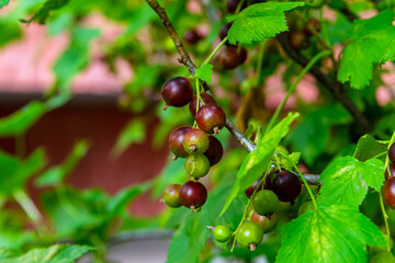 Beginning to ripen blackcurrants on the bushes.