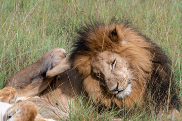 lions are lazily resting in the shade of trees and are caring for their partner 