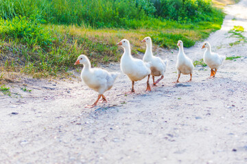family of ducks go on the road in the village
