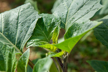 leaves with dew drops
