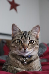 portrait of a cat
bengal cat